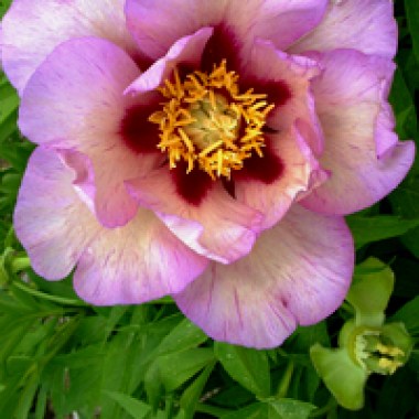 7684 paeonia itohvisionsofsugarplumslg